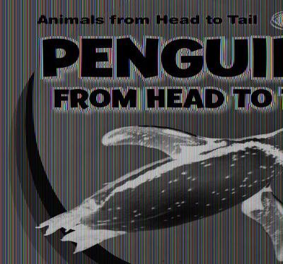 Cover of Penguins from Head to Tail