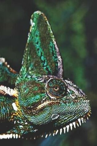Cover of Veiled Chameleon Reptile