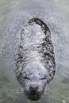 Book cover for A Seal Enjoying a Swim Journal