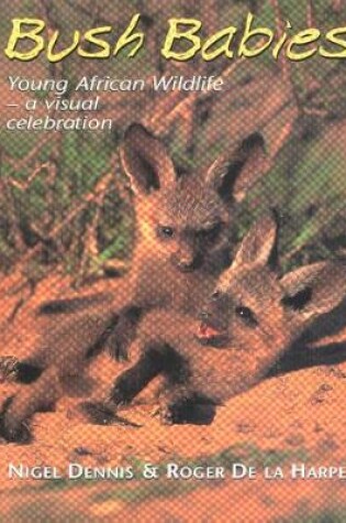 Cover of Bushbabies