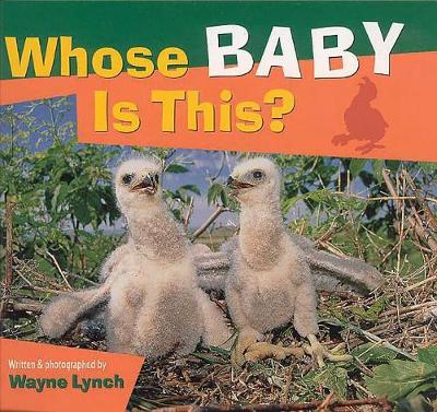 Book cover for Whose Baby is This?