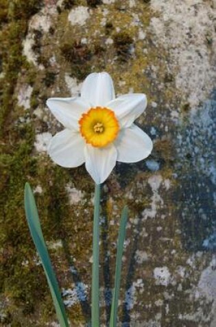 Cover of Single White Daffodil Flower Journal