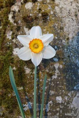 Book cover for Single White Daffodil Flower Journal