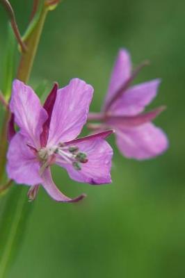 Book cover for Pinkish Purple Wildflower - Lined Notebook with Margins