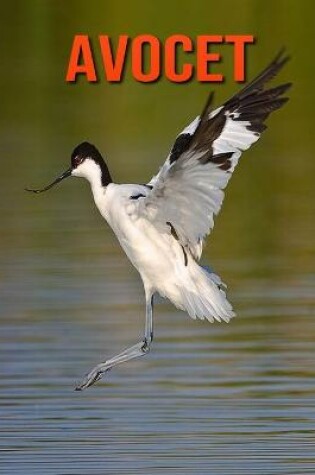 Cover of Avocet