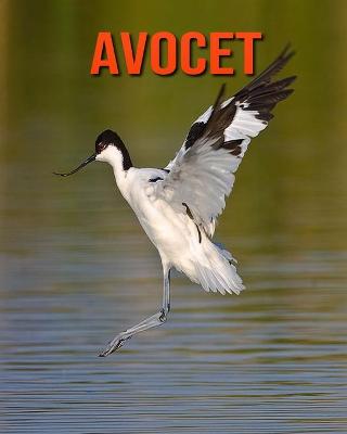 Book cover for Avocet