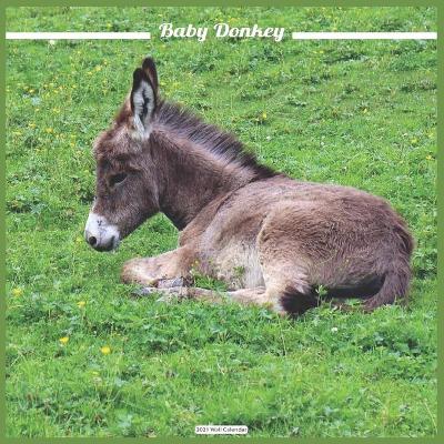 Book cover for Baby Donkey 2021 Wall Calendar