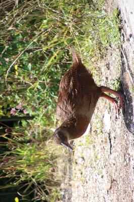 Book cover for Weka Flightless Bird in New Zealand Journal