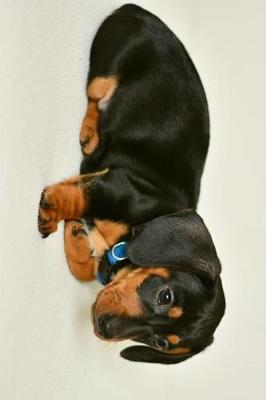 Book cover for Floppy Eared Dachshund Puppy Dog Laying Down Journal