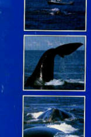 Cover of Whales of the Bay of Fundy