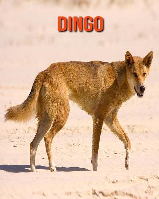 Book cover for Dingo