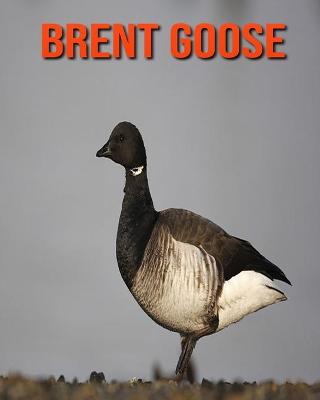 Book cover for Brent Goose