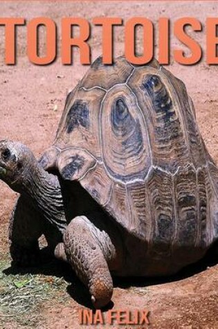Cover of Tortoise