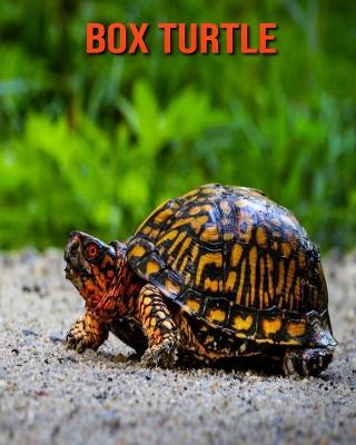 Book cover for Box Turtle