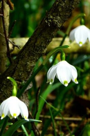 Cover of Leucojum Vernum Spring Snowflake, for the Love of Flowers