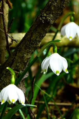 Book cover for Leucojum Vernum Spring Snowflake, for the Love of Flowers