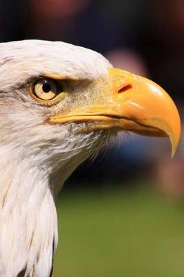 Book cover for Bald Eagle Profile Journal