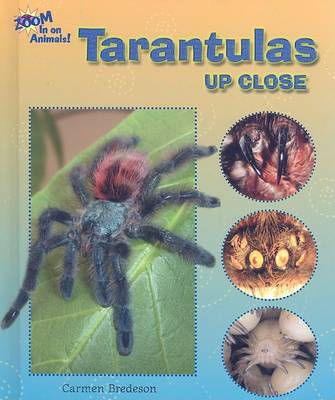Book cover for Tarantulas Up Close