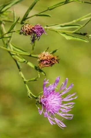 Cover of Knaphead Purple Centaurea Pseudophrygia Flowers Journal