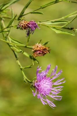 Book cover for Knaphead Purple Centaurea Pseudophrygia Flowers Journal