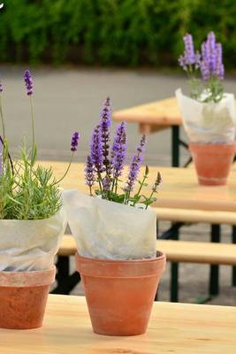 Book cover for Beautiful Lavender Plants Growing in Pots