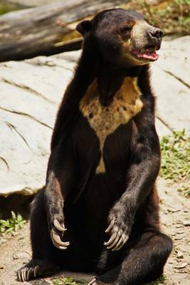 Cover of Malayan Sun Bear Animal Journal