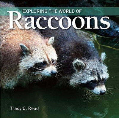 Cover of Exploring the World of Raccoons