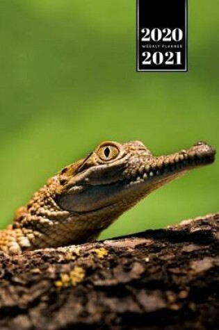 Cover of Crocodile Alligator Gharial Caiman Reptile Week Planner Weekly Organizer Calendar 2020 / 2021 - Small Cheeky