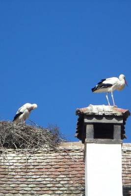 Book cover for Storks on Baby Delivery Service, Birds of the World