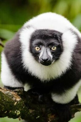 Cover of Why Hello There Said the Lemur