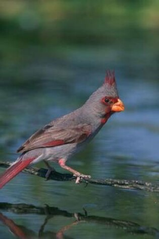 Cover of Desert Cardinal Bird Journal