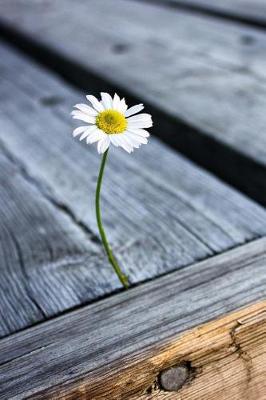 Book cover for Daisy Growing from the Wood Pier Flower Journal