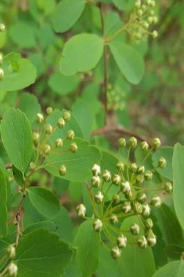 Cover of Springtime Journal Floral Tree Buds