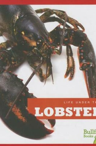 Cover of Lobsters