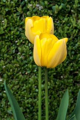 Book cover for A Pair of Yellow Tulip Flowers in Front of a Boxwood Hedge Journal