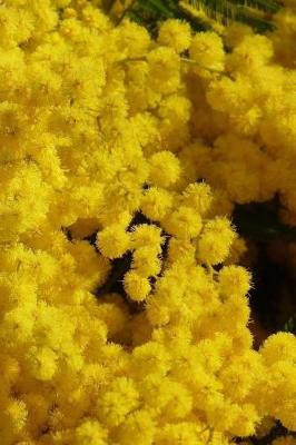 Cover of Glorious Golden Wattle Australia's Floral Emblem