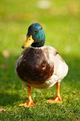 Book cover for A Mallard Duck on the Grass Journal