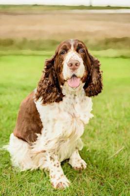 Book cover for English Springer Spaniel