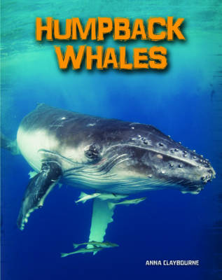 Book cover for Humpback Whales