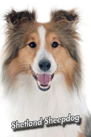 Cover of Shetland Sheepdog