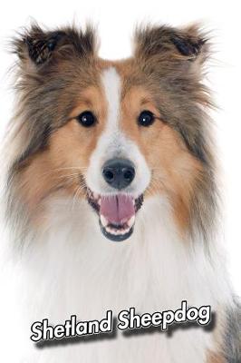 Book cover for Shetland Sheepdog