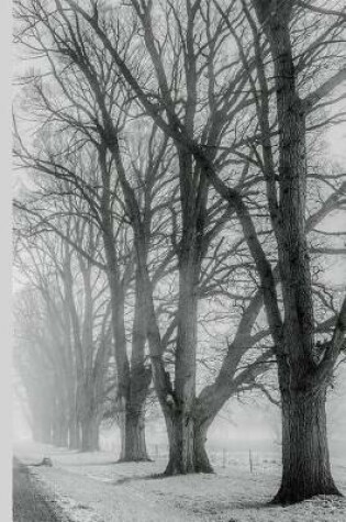 Cover of Winter Wonderland - Bare Trees Lining a Road