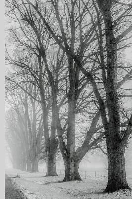 Book cover for Winter Wonderland - Bare Trees Lining a Road