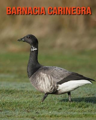 Book cover for Barnacia carinegra