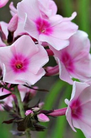 Cover of Beautiful Blooming Phlox, for the Love of Flowers