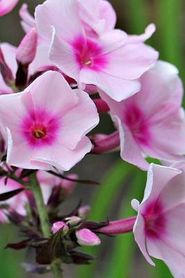 Book cover for Beautiful Blooming Phlox, for the Love of Flowers