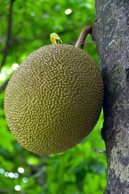 Book cover for Jakfruit (Jack Fruit) on a Tree Journal