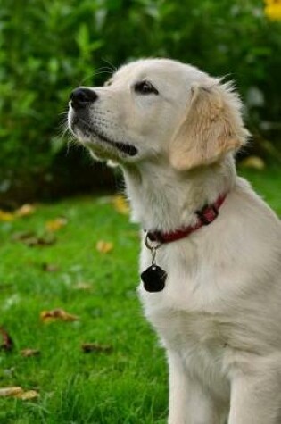 Cover of Golden Retriever Puppy Dog Looking Up Journal