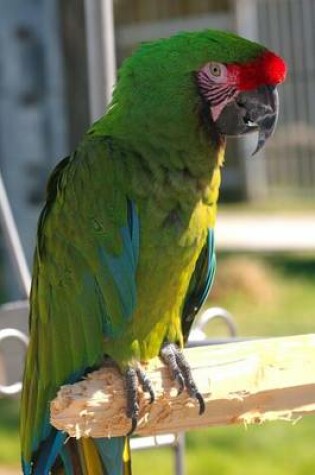 Cover of A Beautiful Perched Military Macaw