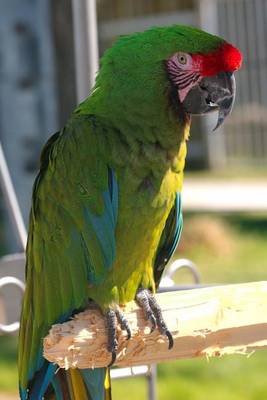 Book cover for A Beautiful Perched Military Macaw